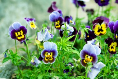 Viola tricolor clipart