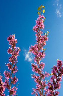 Wisteria in the sky clipart