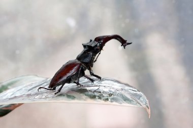 Stag beetle yaprak üzerinde