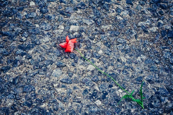 Poppy flower on the pavement — Stock Photo, Image