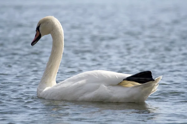 Simning swan — Stockfoto