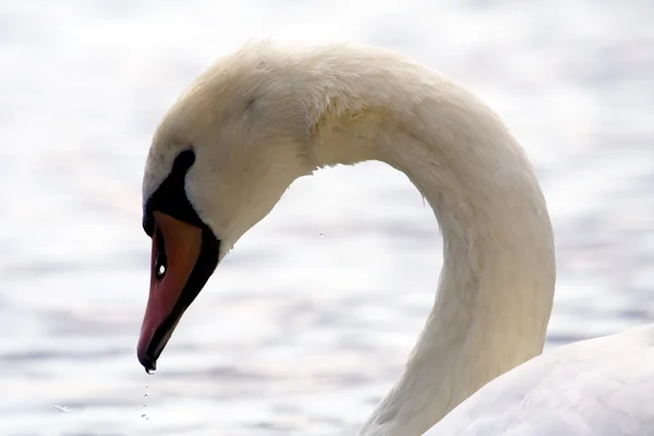 Swan's curved neck and head — Stock Photo, Image
