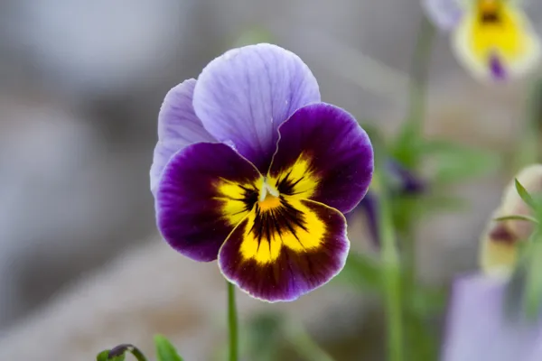 Viola tricolore Immagine Stock