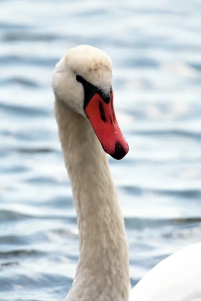 Pescoço e cabeça curvos de Swan — Fotografia de Stock