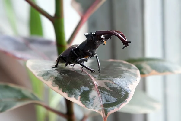 Stag beetle yaprak üzerinde — Stok fotoğraf