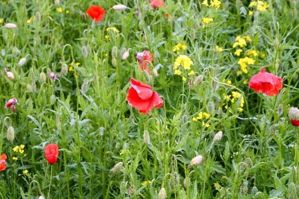 Poppies and rapes — Stock Photo, Image
