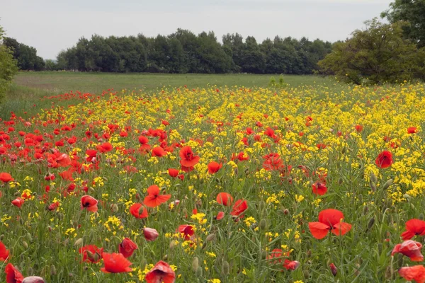 Poppies and rape flowers — Stock Photo, Image