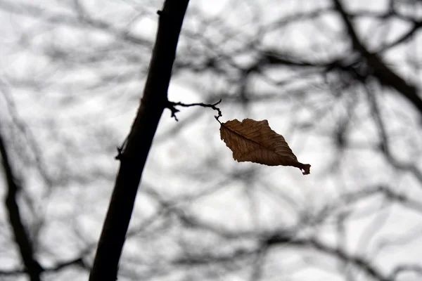 Last leaf — Stock Photo, Image