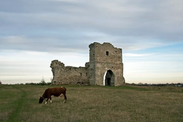 Puerta cosaca arruinada y vaca pastando — Foto de Stock
