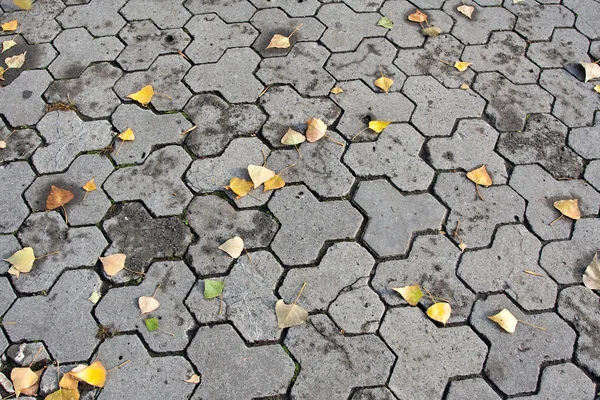 葉の秋の舗装 — ストック写真