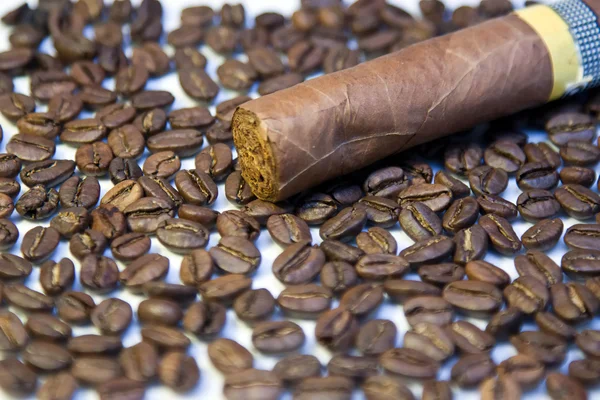 Puros cubanos en granos de café — Foto de Stock