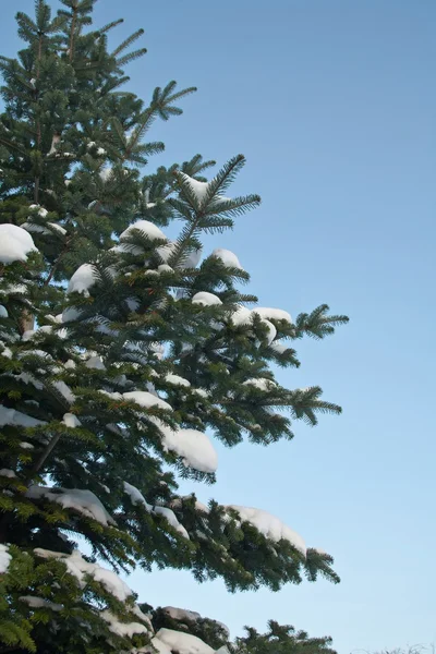 Pine in blue sky — Stock Photo, Image