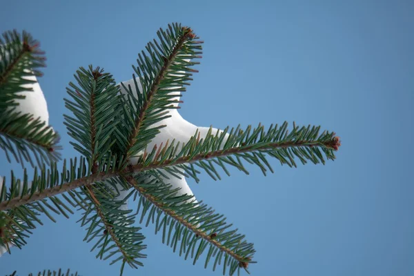 Pine branch in blue sky — Stock Photo, Image