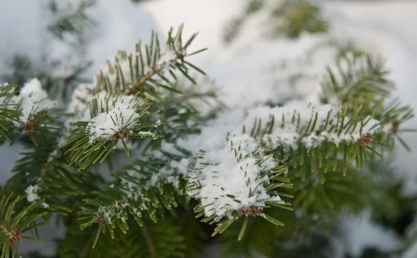 Pine branch in snow — Stock Photo, Image