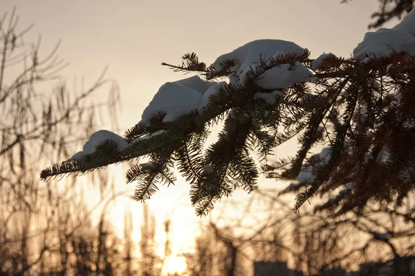 Pine branch at sunset — Stock Photo, Image