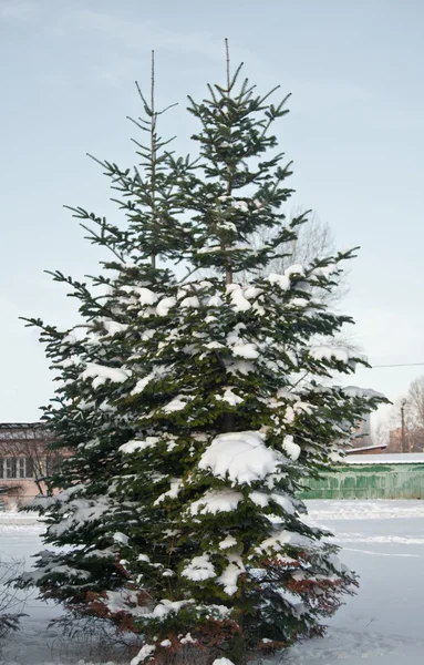 Borovice v sněhu — Stock fotografie