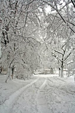 Ormanda karlı bir yol