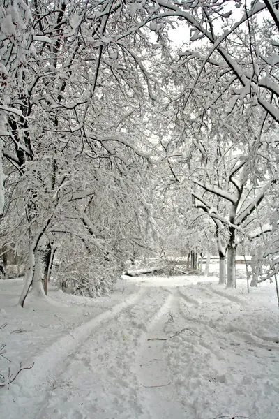 Besneeuwde weg in het bos — Stockfoto