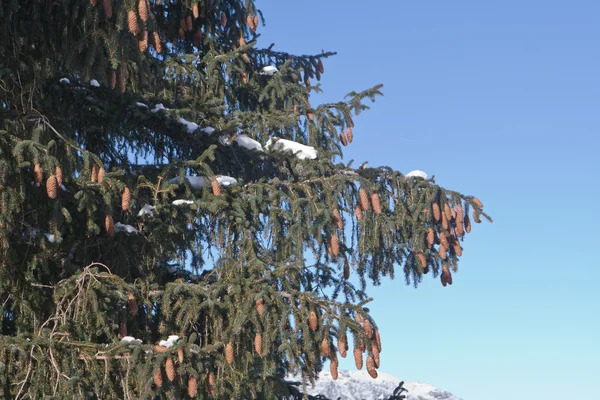 Cones on pine tree — Stock Photo, Image