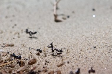 çöl karıncalar cataglyphis