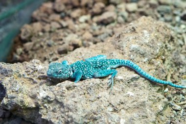 Blue lizard clipart