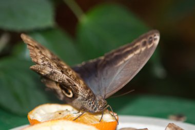 Giant Peacock Moth