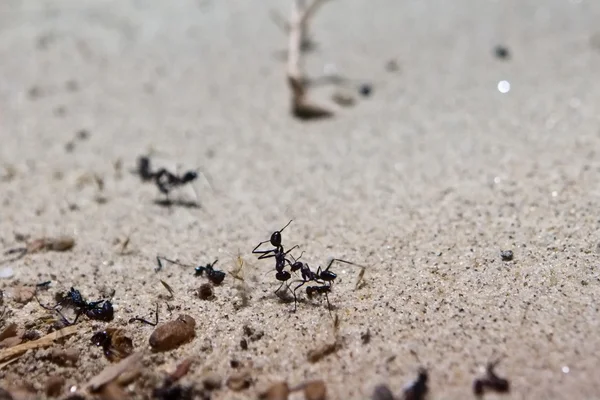 Desert ants cataglyphis — Stock Photo, Image