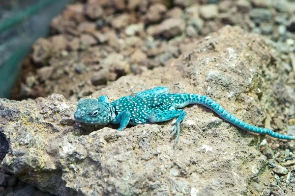 Blue lizard — Stock Photo, Image