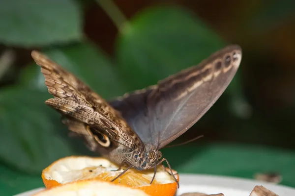 stock image Giant Peacock Moth