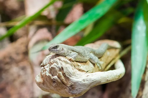Комір ящірка — стокове фото