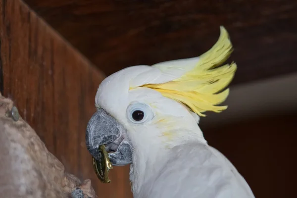 Papuga Kakadu — Zdjęcie stockowe