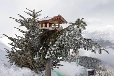 Bird house on pine tree clipart