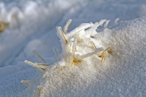 Herbe flétrie recouverte de neige — Photo