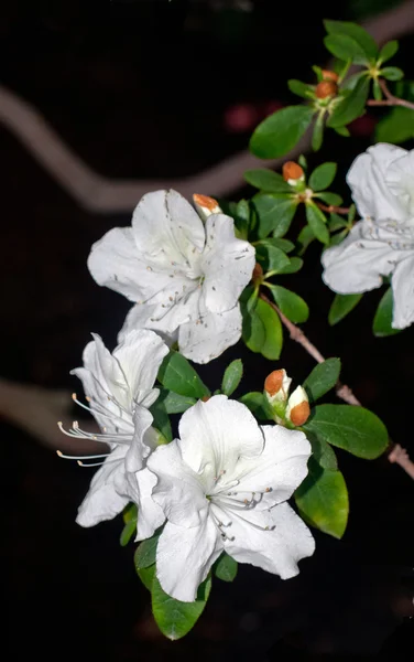 Flores brancas de camélia — Fotografia de Stock