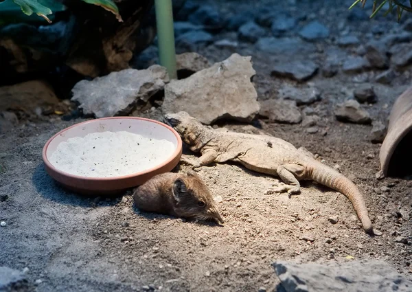 Kısa kulaklı fil faresi ve iguana — Stok fotoğraf