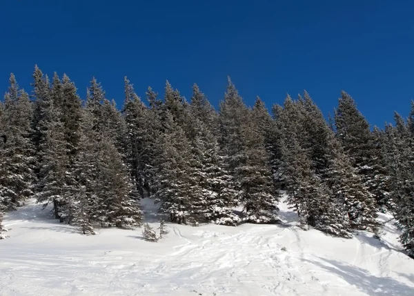 Bosque de pinos en la colina —  Fotos de Stock