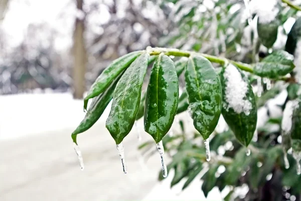 Frozen green leaves — Stock Photo, Image