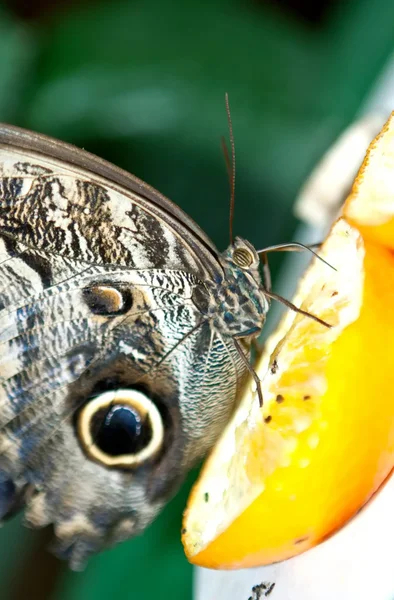 Giant Peacock Moth — Stock Photo, Image