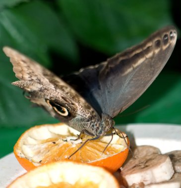 Giant Peacock Moth clipart