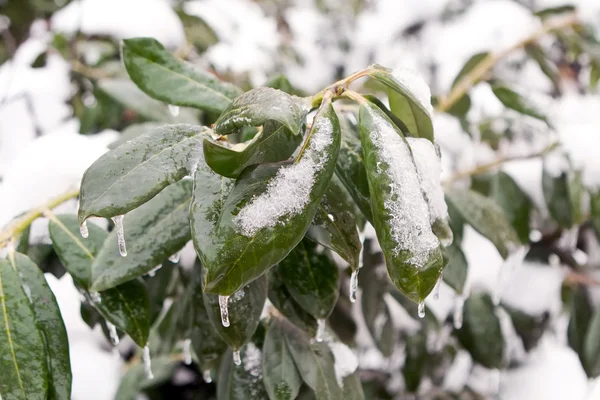 냉동된 녹색 잎 — 스톡 사진