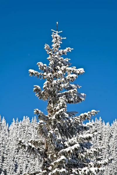 Hóval borított fenyő — Stock Fotó