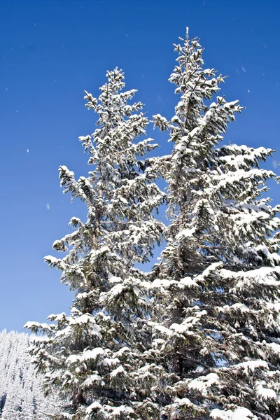 Pino cubierto de nieve —  Fotos de Stock