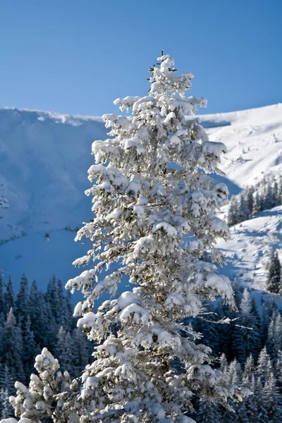 Πεύκο καλυμμένο με χιόνι — Φωτογραφία Αρχείου