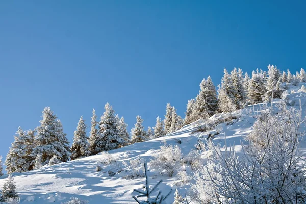 Снежный лес на холме — стоковое фото