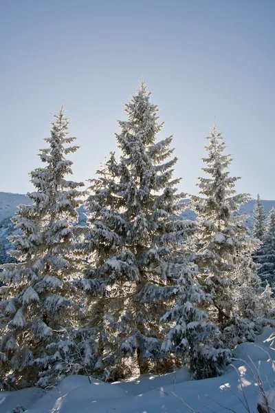 被雪覆盖的松树 — 图库照片
