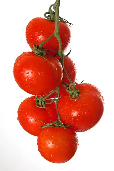 Tomates maduros em ramo verde — Fotografia de Stock