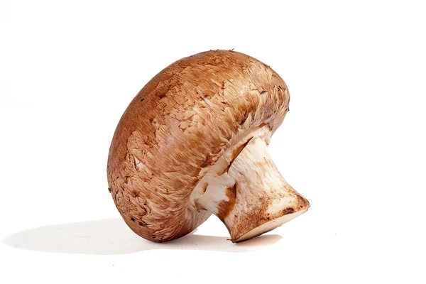Cogumelo isolado — Fotografia de Stock