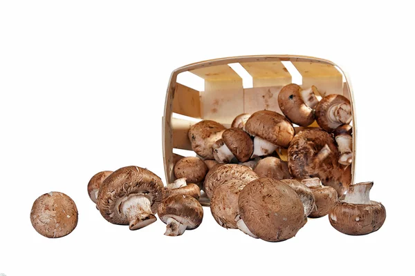 Caixa com cogumelos — Fotografia de Stock