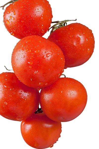 Tomates maduros en rama verde —  Fotos de Stock
