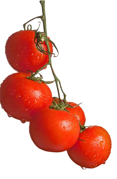 Ώριμες ντομάτες σε πράσινο κλαδί — Φωτογραφία Αρχείου